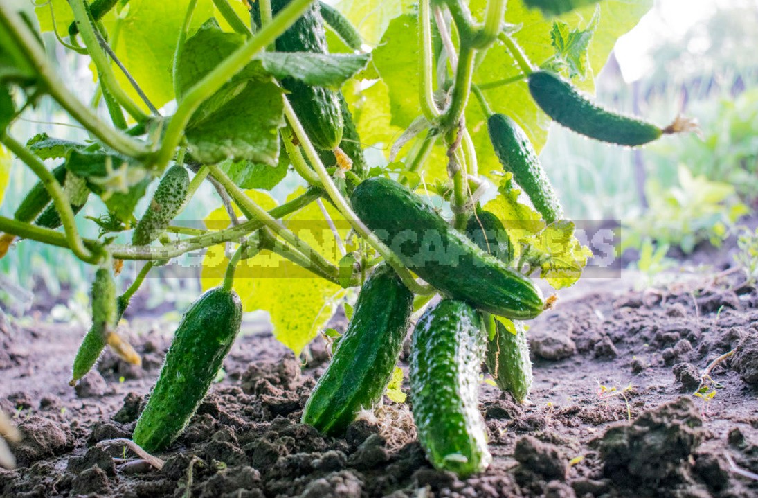 Useful Properties Of Cucumbers And Recommendations For Their Cultivation