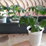We Grow Tomatoes On The Windowsill: From Sowing To The First Transshipment