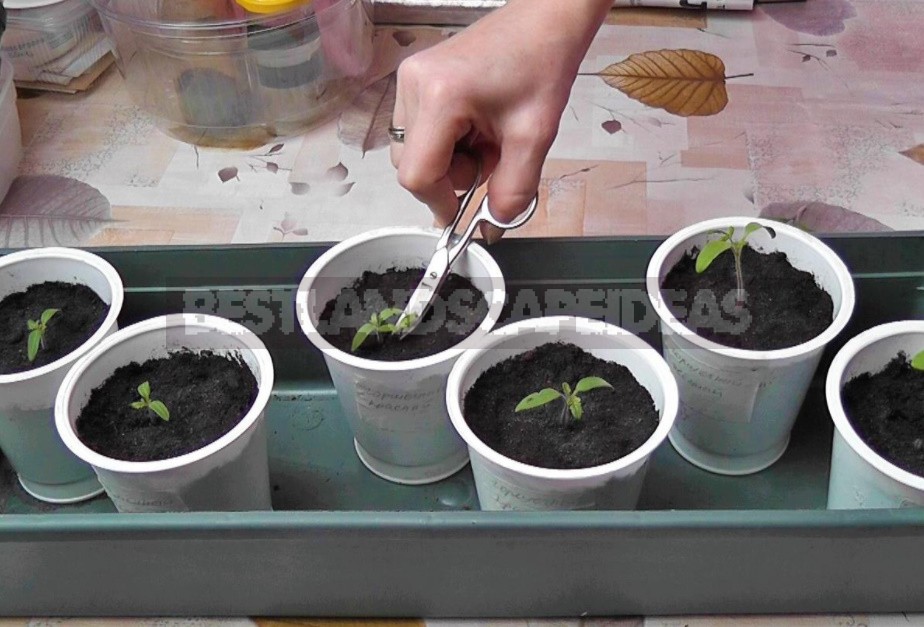 We Grow Tomatoes On The Windowsill: From Sowing To The First Transshipment