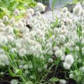 15 Plants With An Unusual Texture: We Create Flower Beds That Are Pleasant To The Touch