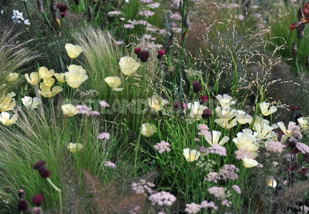 15 Plants With An Unusual Texture: We Create Flower Beds That Are Pleasant To The Touch