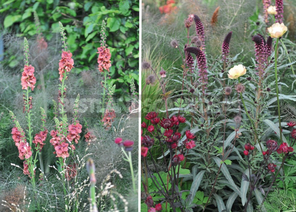 15 Plants With An Unusual Texture: We Create Flower Beds That Are Pleasant To The Touch