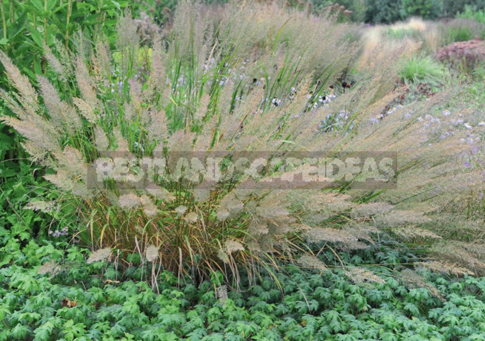 15 Plants With An Unusual Texture: We Create Flower Beds That Are Pleasant To The Touch