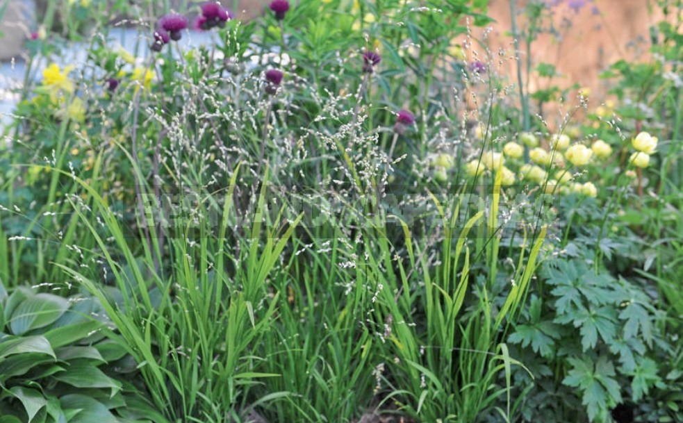 15 Plants With An Unusual Texture: We Create Flower Beds That Are Pleasant To The Touch