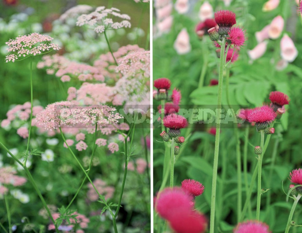 15 Plants With An Unusual Texture: We Create Flower Beds That Are Pleasant To The Touch