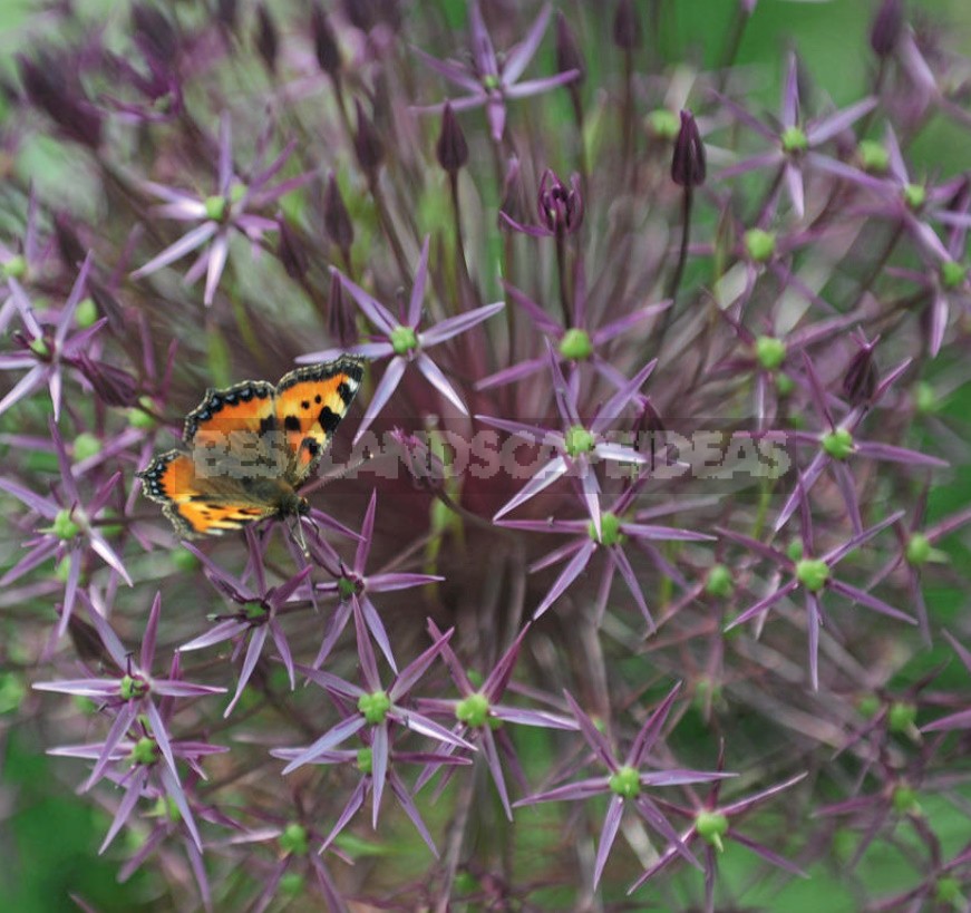 15 Plants With An Unusual Texture: We Create Flower Beds That Are Pleasant To The Touch