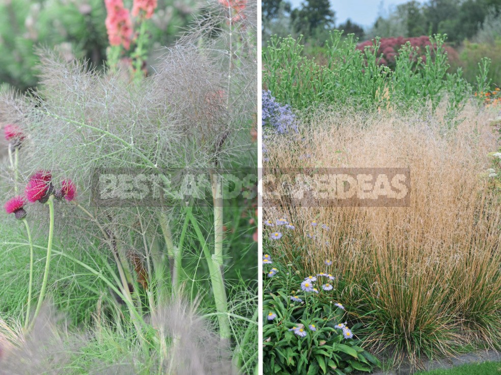 15 Plants With An Unusual Texture: We Create Flower Beds That Are Pleasant To The Touch