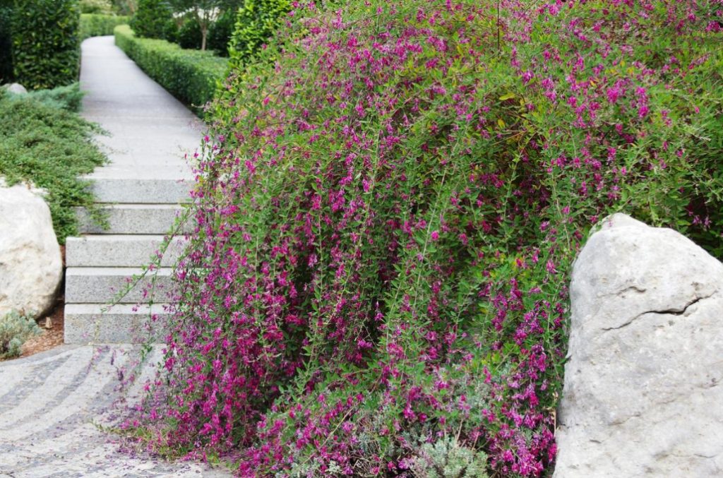 Basket Beauties: Shrubs And Lianas With Graceful Flowing Shoots