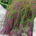 Basket Beauties: Shrubs And Lianas With Graceful Flowing Shoots
