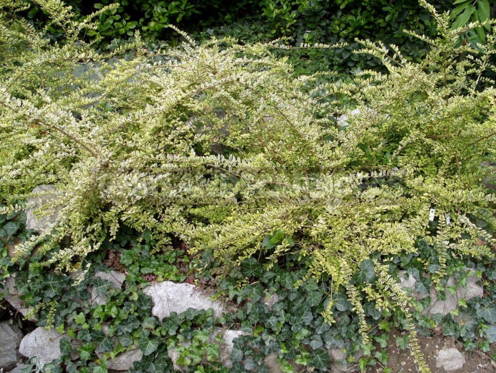 Basket Beauties: Shrubs And Lianas With Graceful Flowing Shoots