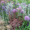 Garden Of Herbs: Ideas Of Interesting Compositions