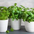 Greens On The Windowsill: How To Grow 11 Crops (Part 2)