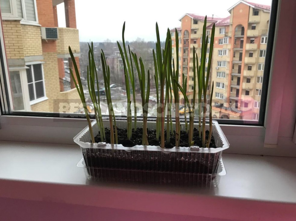 Greens On The Windowsill: How To Grow 11 Crops (Part 1)