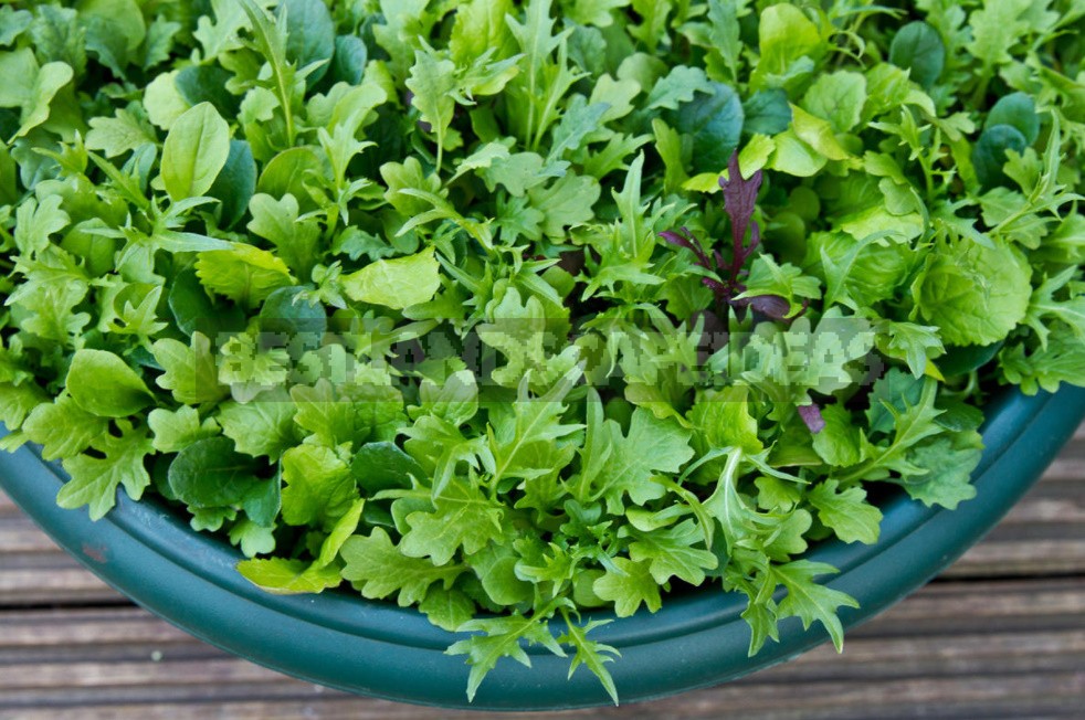 Greens On The Windowsill: How To Grow 11 Crops (Part 1)