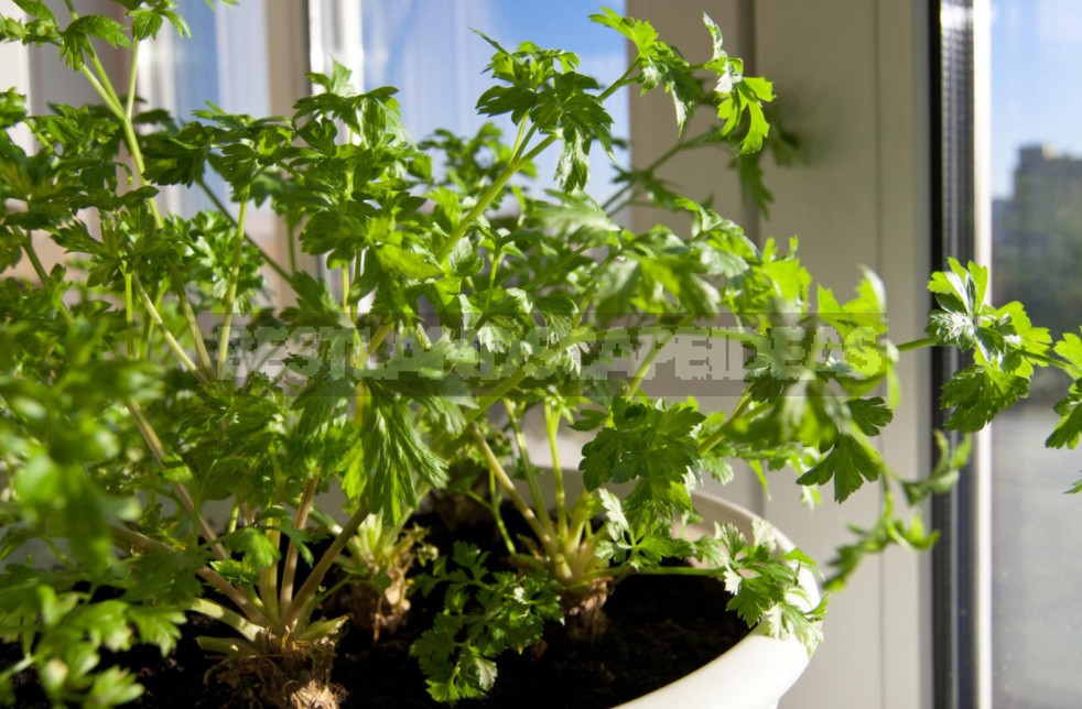 Greens On The Windowsill: How To Grow 11 Crops (Part 2)
