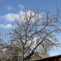 How To Rejuvenate An Old Apple Tree (Part 1)