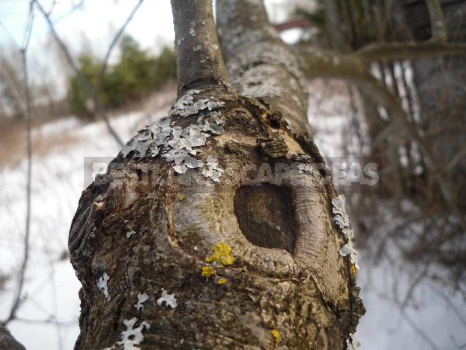 How To Rejuvenate An Old Apple Tree (Part 2)