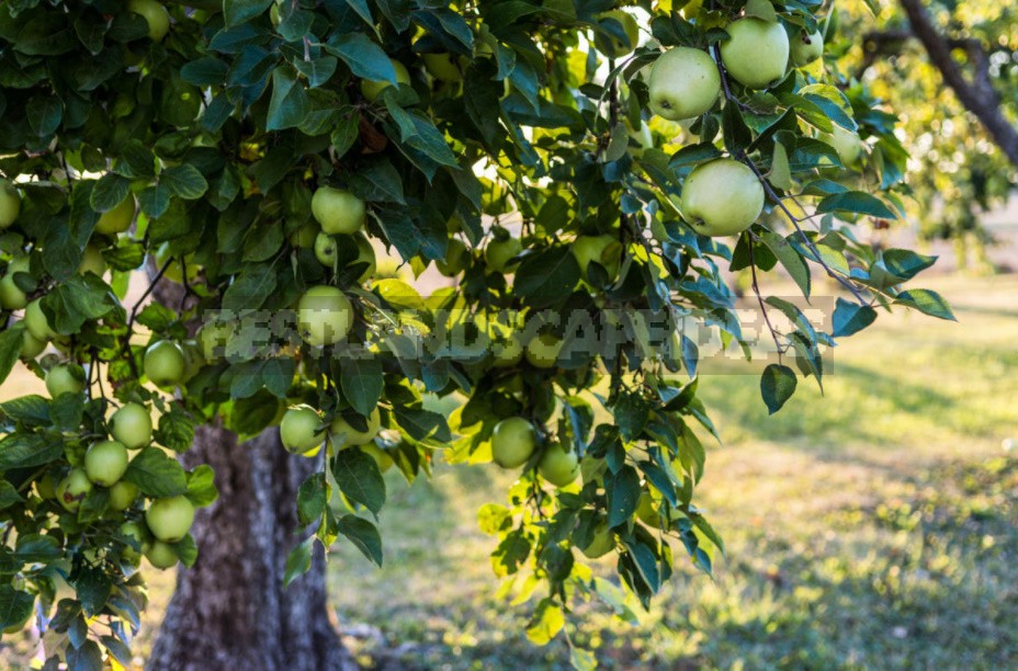 How To Rejuvenate An Old Apple Tree (Part 2)