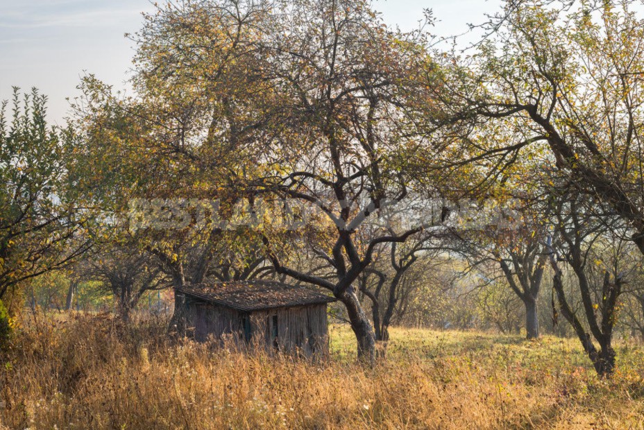 How To Rejuvenate An Old Apple Tree (Part 1)