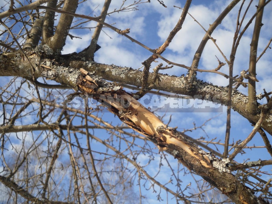 How To Rejuvenate An Old Apple Tree (Part 2)