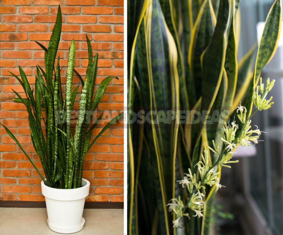 How Does Aloe And Other Ornamental Houseplants Bloom (Part 2)