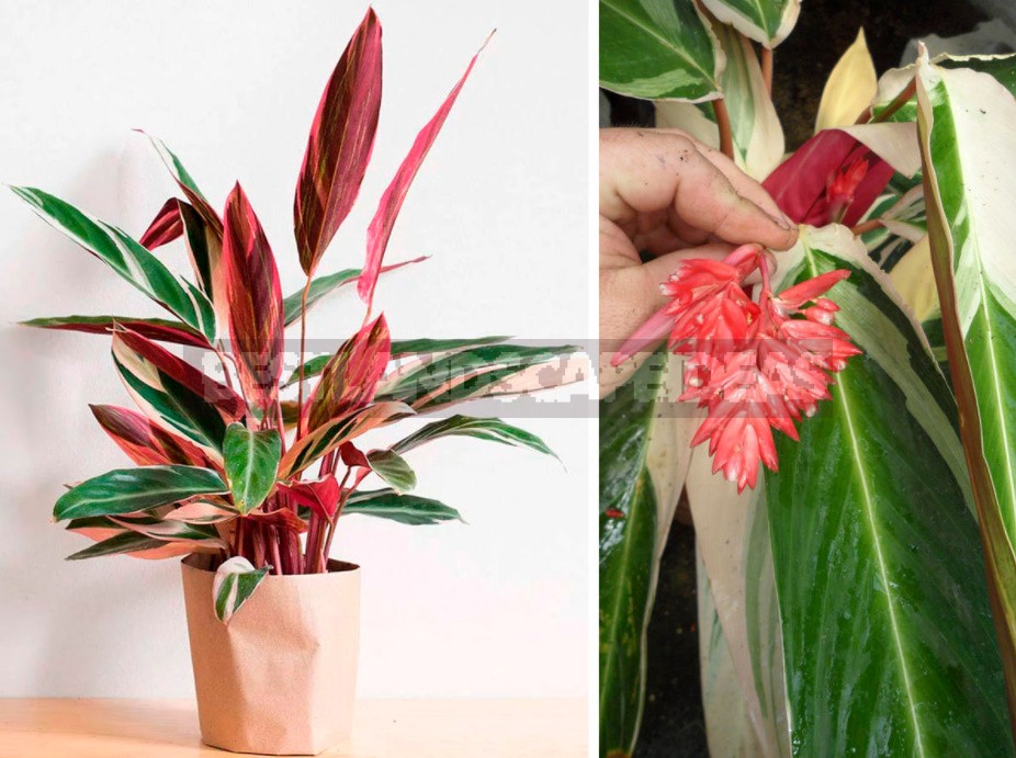 How Does Aloe And Other Ornamental Houseplants Bloom (Part 2)