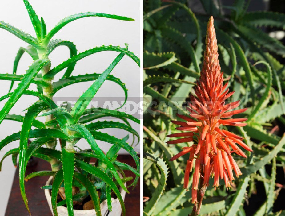 How Does Aloe And Other Ornamental Houseplants Bloom (Part 1)