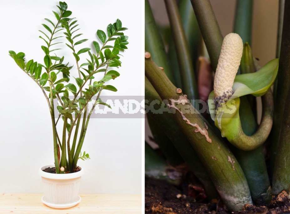 How Does Aloe And Other Ornamental Houseplants Bloom (Part 1)