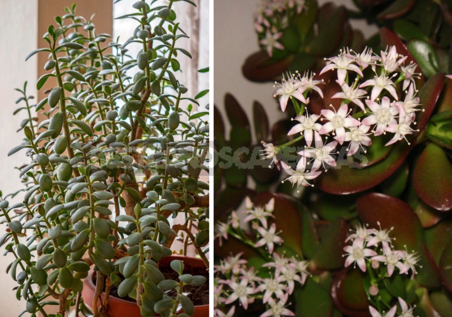 How Does Aloe And Other Ornamental Houseplants Bloom (Part 1)