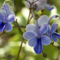 How To Grow Clerodendrum From a Cuttings At Home