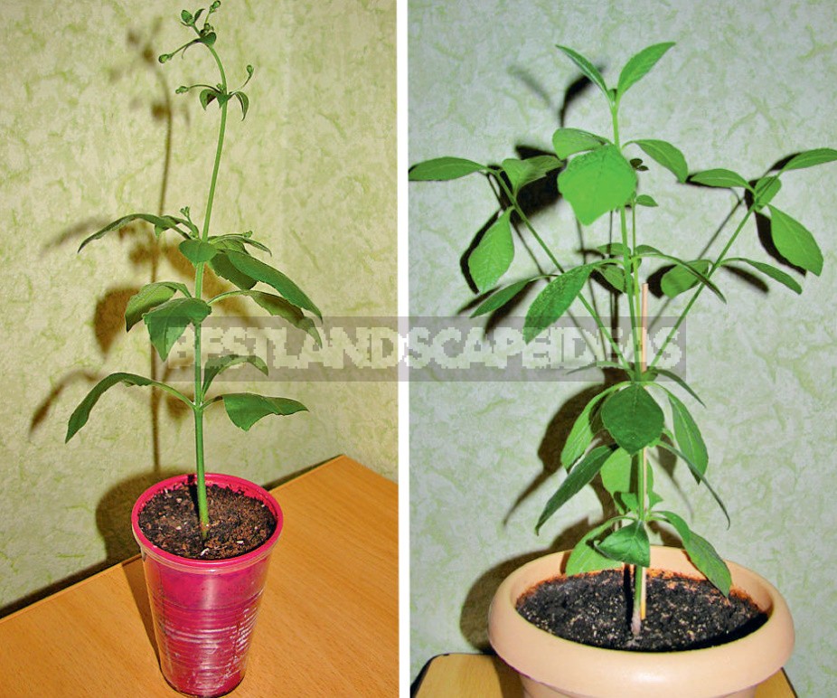 How To Grow Clerodendrum From a Cuttings At Home