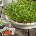 How To Grow Microgreens: 6 Ways That Everyone Can Try (Part 1)