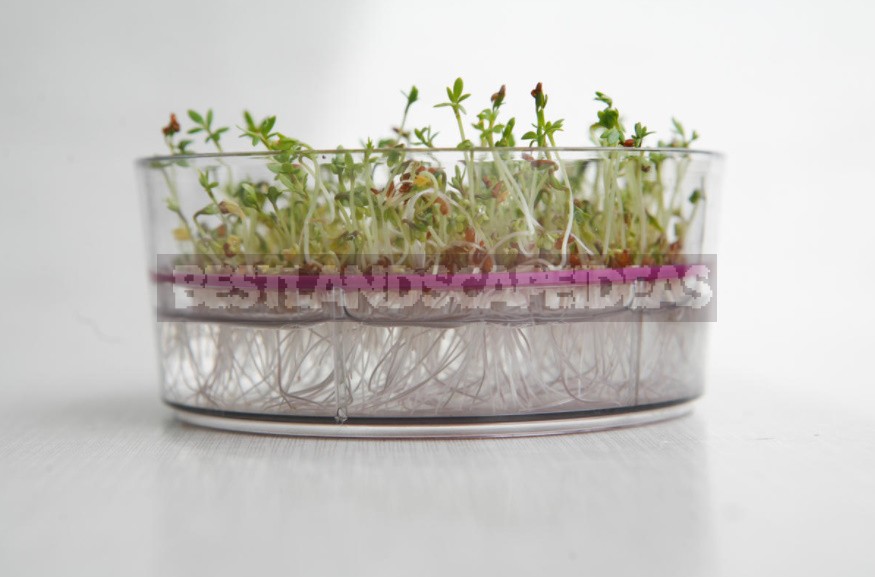 How To Grow Microgreens: 6 Ways That Everyone Can Try (Part 2)