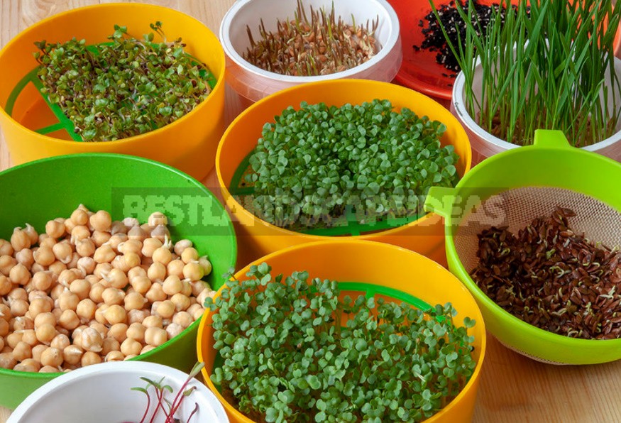 How To Grow Microgreens: 6 Ways That Everyone Can Try (Part 2)