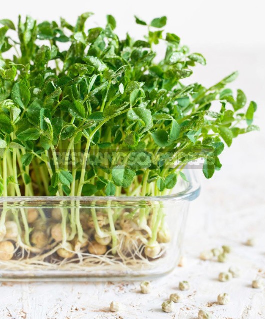 How To Grow Microgreens: 6 Ways That Everyone Can Try (Part 2)
