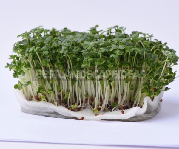 How To Grow Microgreens: 6 Ways That Everyone Can Try (Part 1)