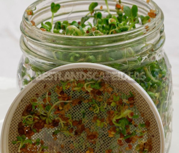 How To Grow Microgreens: 6 Ways That Everyone Can Try (Part 2)