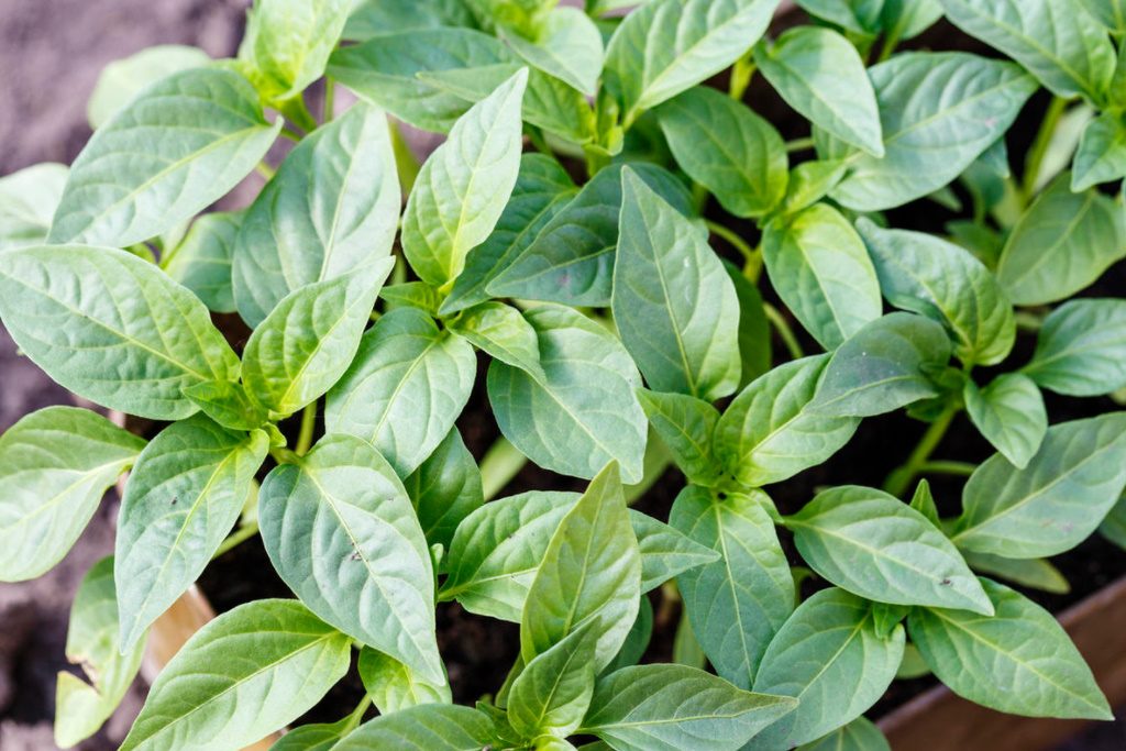 How To Grow Pepper Seedlings Without Picking