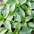 How To Grow Pepper Seedlings Without Picking
