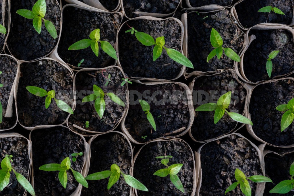 How To Grow Pepper Seedlings Without Picking