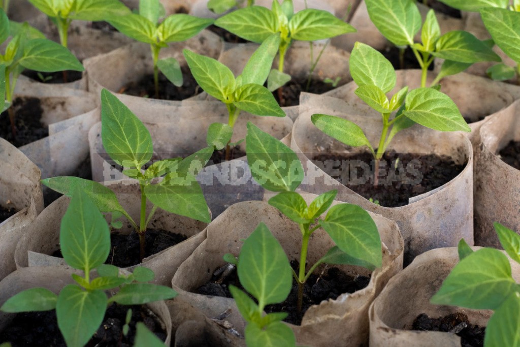 How To Grow Pepper Seedlings Without Picking