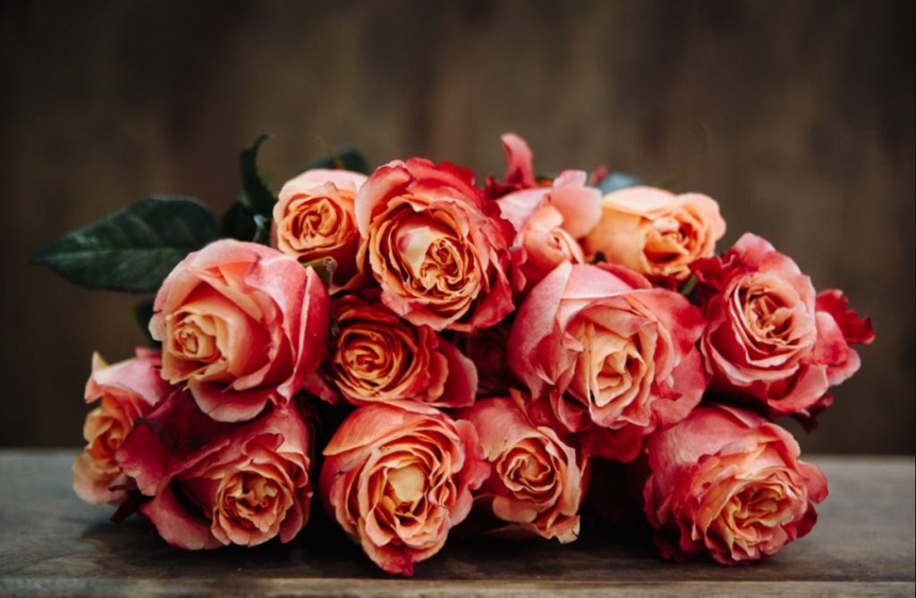 How To Save Rose Seedlings Bought On Sale In Winter