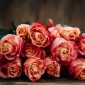 How To Save Rose Seedlings Bought On Sale In Winter