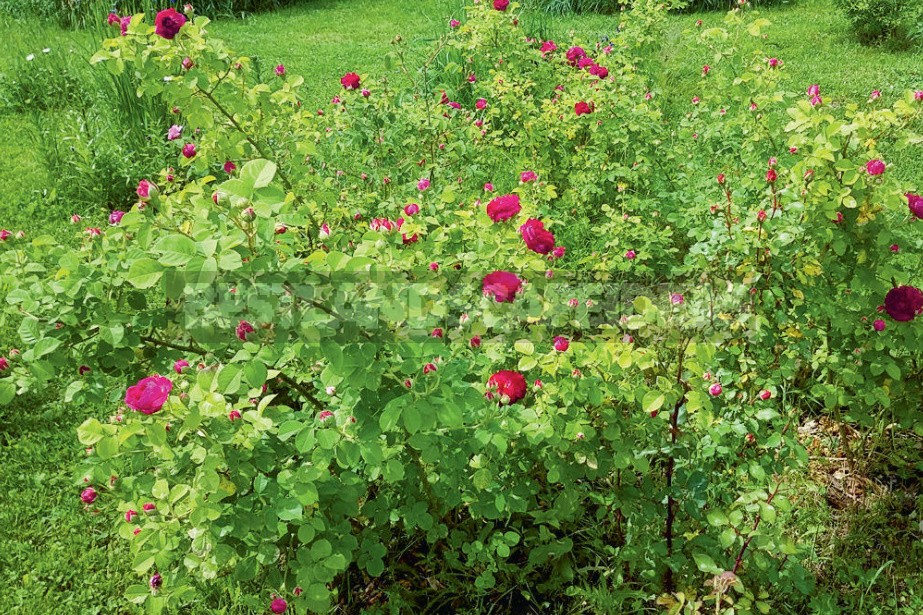 How To Save Rose Seedlings Bought On Sale In Winter