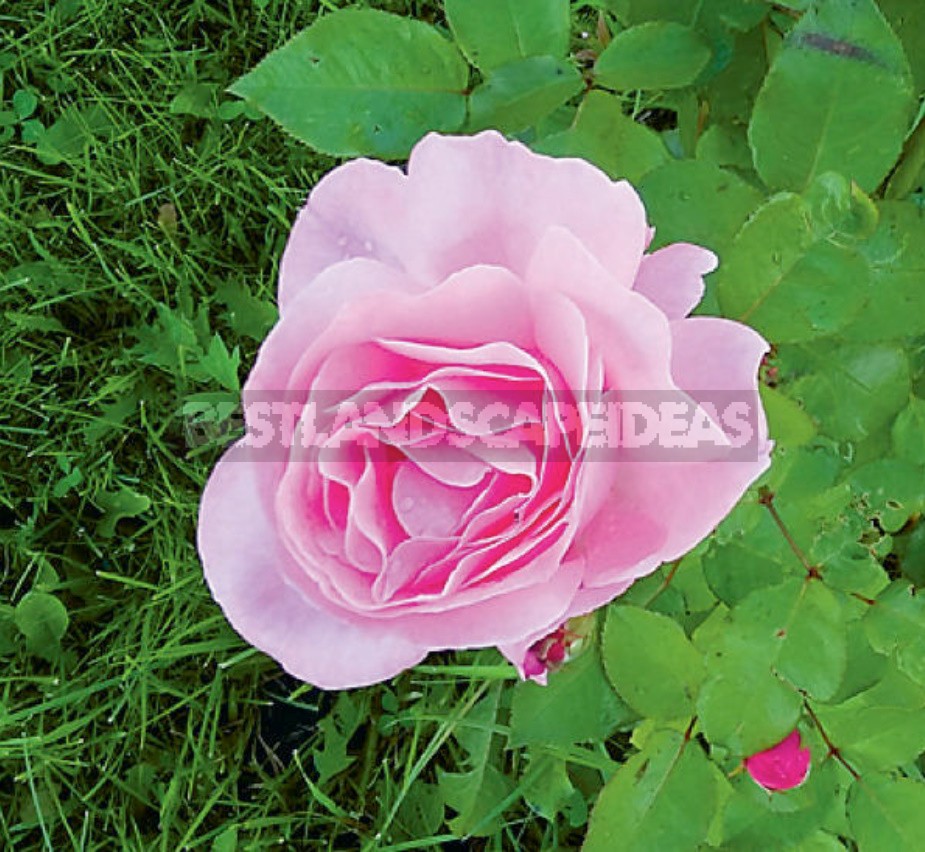 How To Save Rose Seedlings Bought On Sale In Winter
