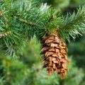 Liars And Pretenders: Twin Plants That Only a Botanist Can Tell Apart