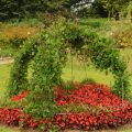 Plant Supports: For Support And Beauty