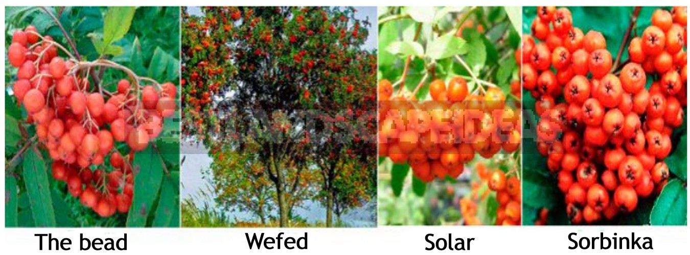 How to Plant and Care for Rowan (Mountain Ash) Tree. Species with Photos