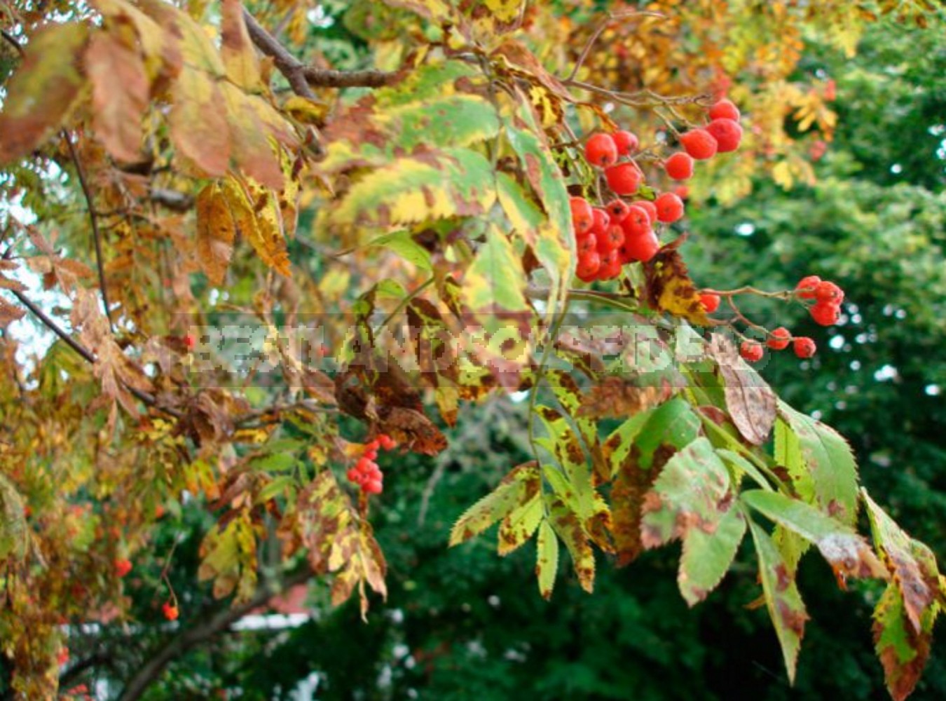 How to Plant and Care for Rowan (Mountain Ash) Tree. Species with Photos