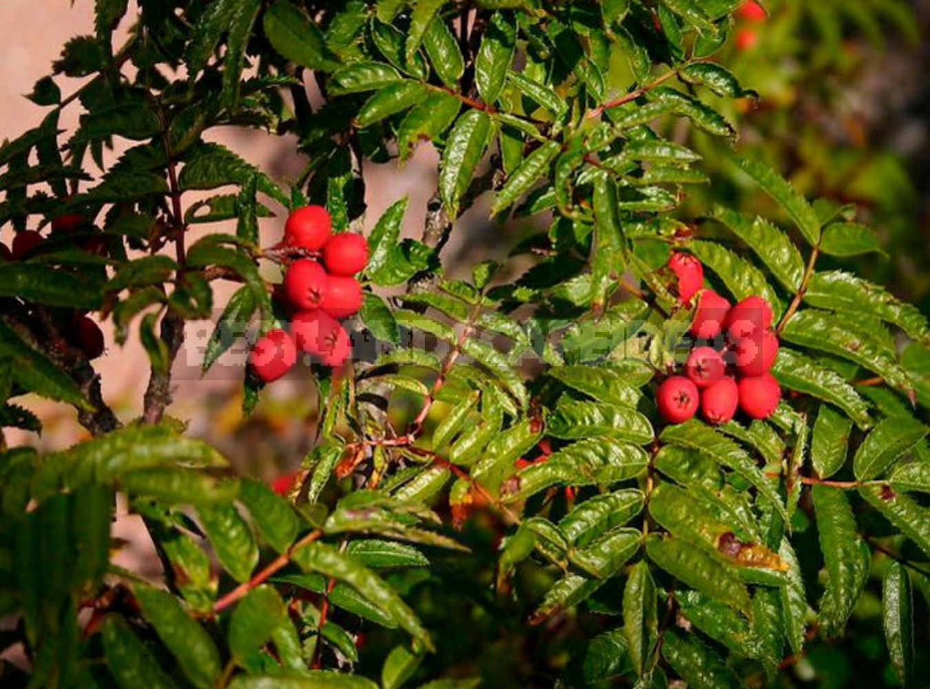 Рябина обыкновенная небольшое дерево с сочными плодами. Рябина бузинолистная. Рябина бузинолистная дерево. Sorbus sambucifolia. Рябина бузинолистная куст.